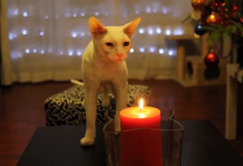 Cats on Fire
