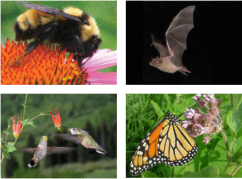 pollinators