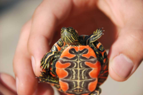 Western-Painted-Turtle