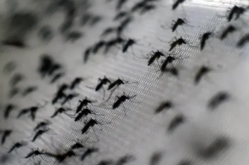 mosquito