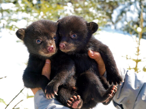 bbears