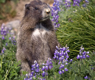 Marmota caligata (Hoary Marmot)