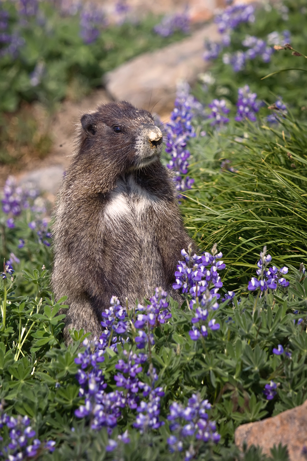 Marmota caligata (Hoary Marmot)