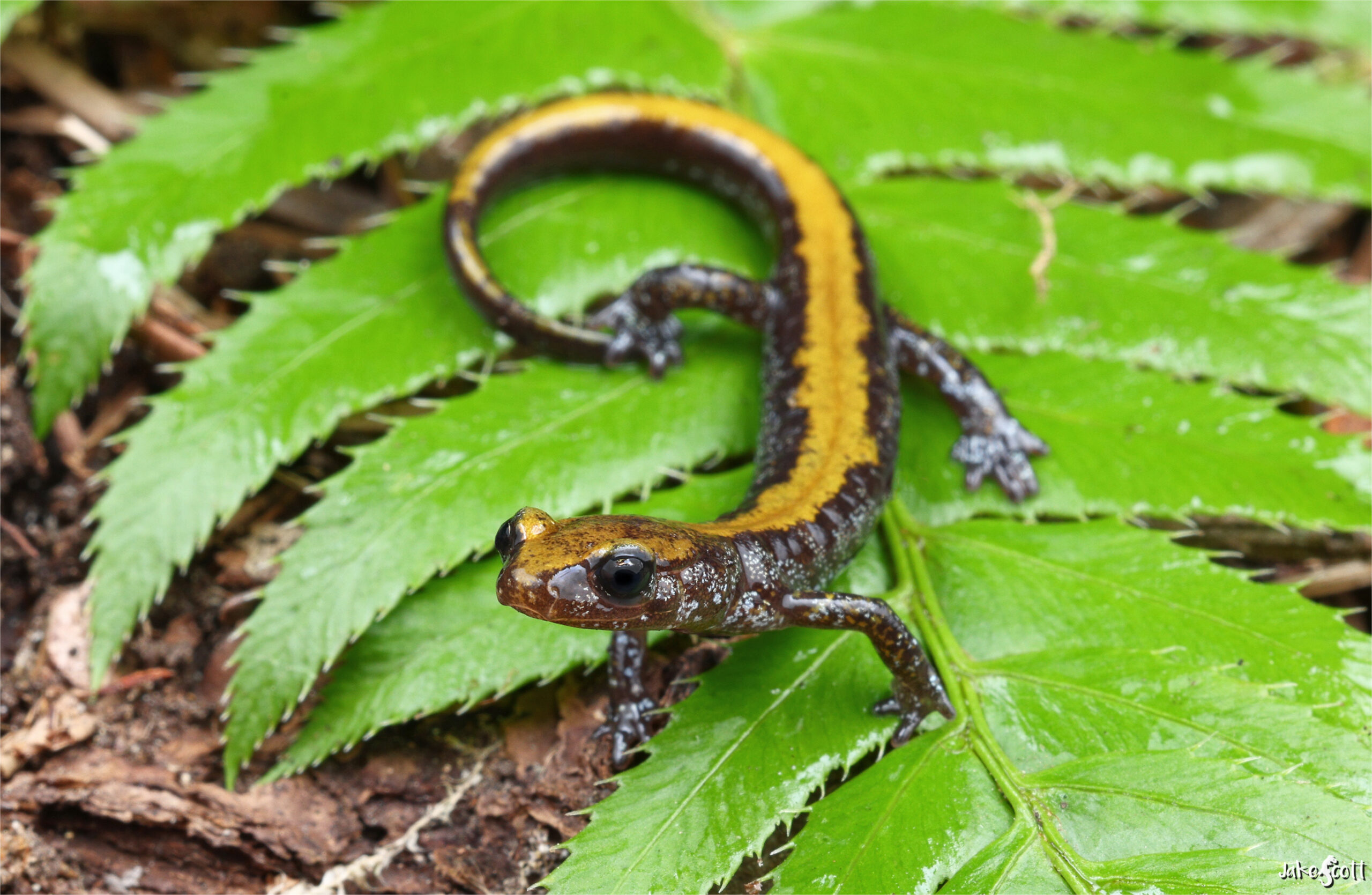 c'oeur d'alene salamander