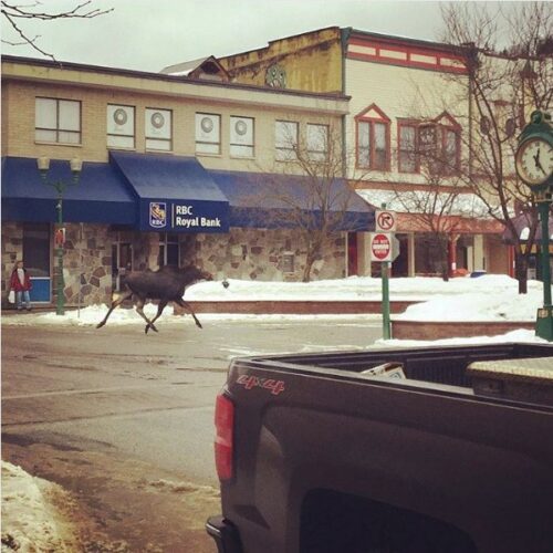 moose revy moose revy