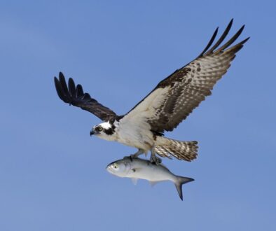 osprey
