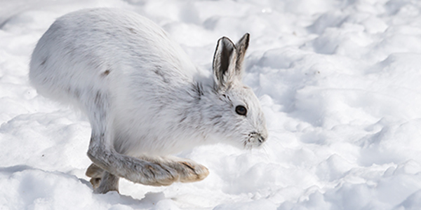 mammal_snowshoe-hare_600x300