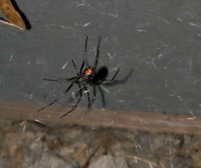 spiders wild revelstoke