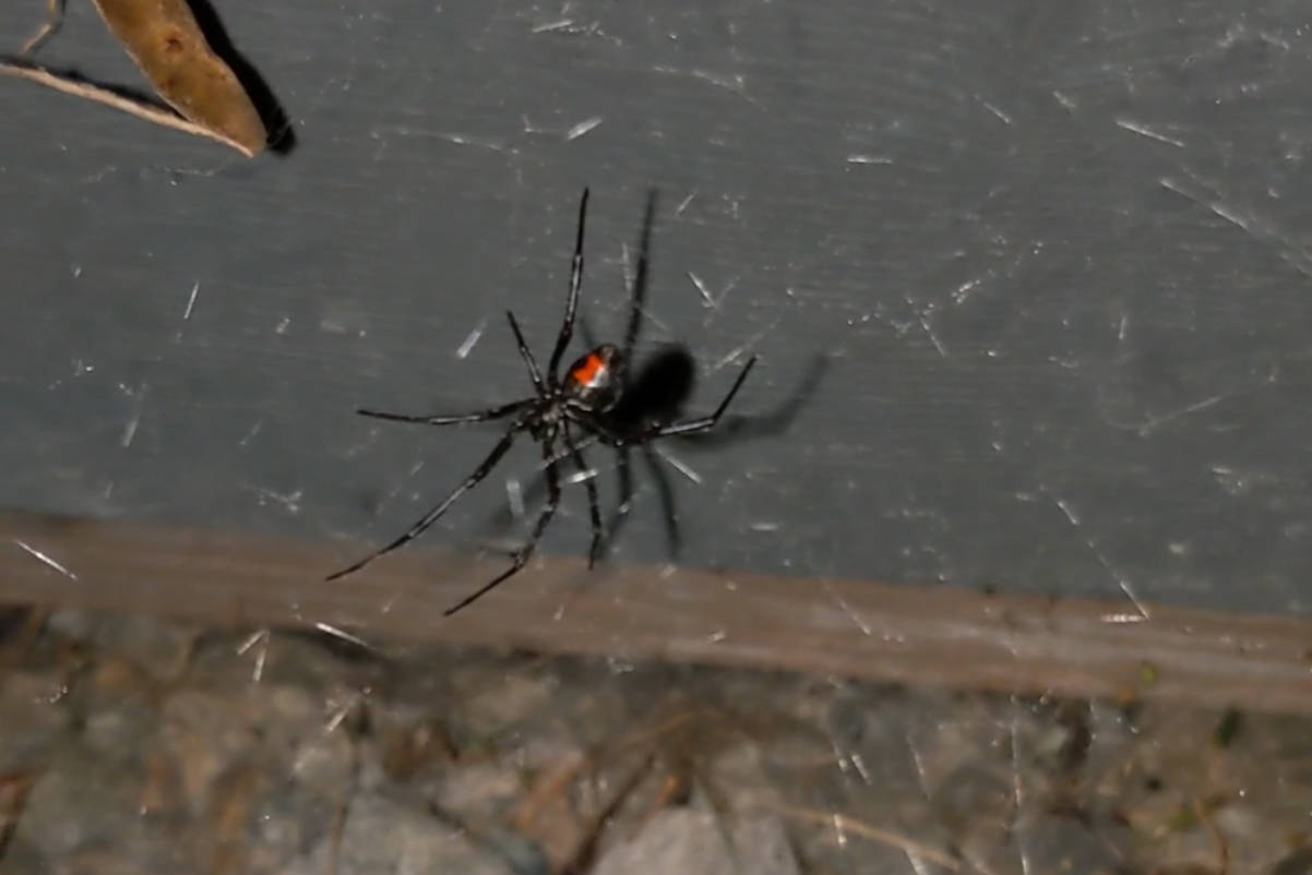 spiders wild revelstoke