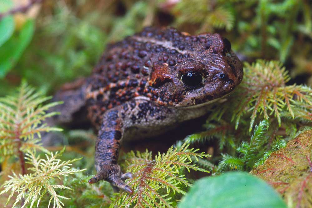 Western Toad