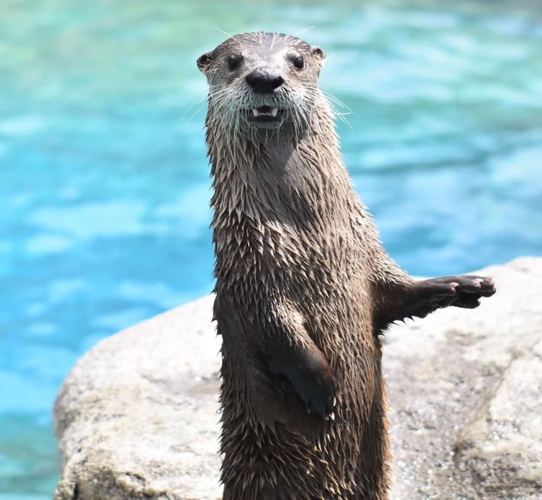 River Otter
