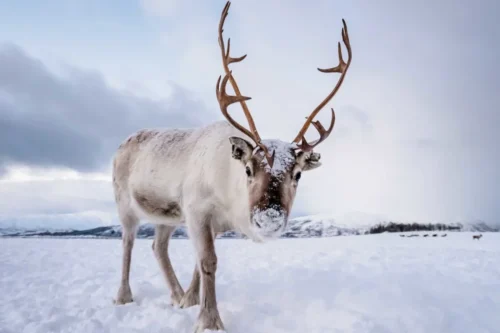 Caribou