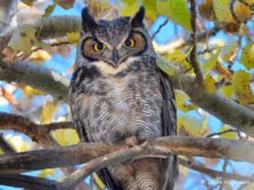 Owl