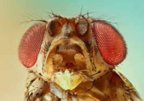 Fruit Fly