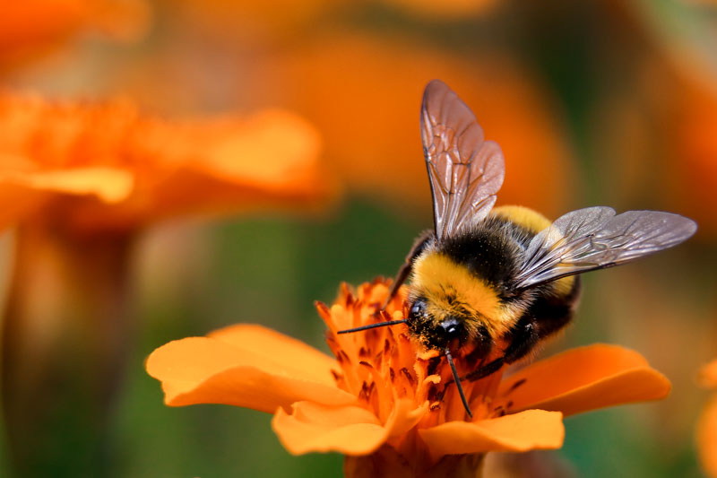 Bumble Bee