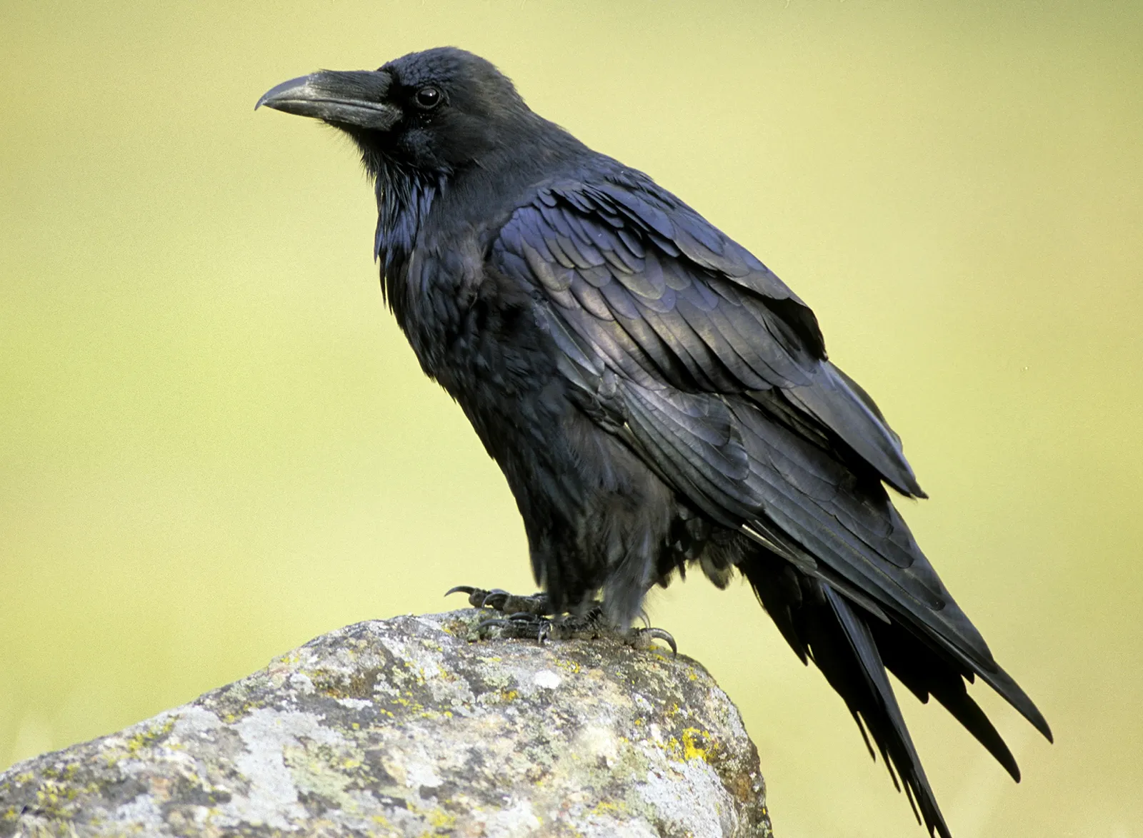 Raven