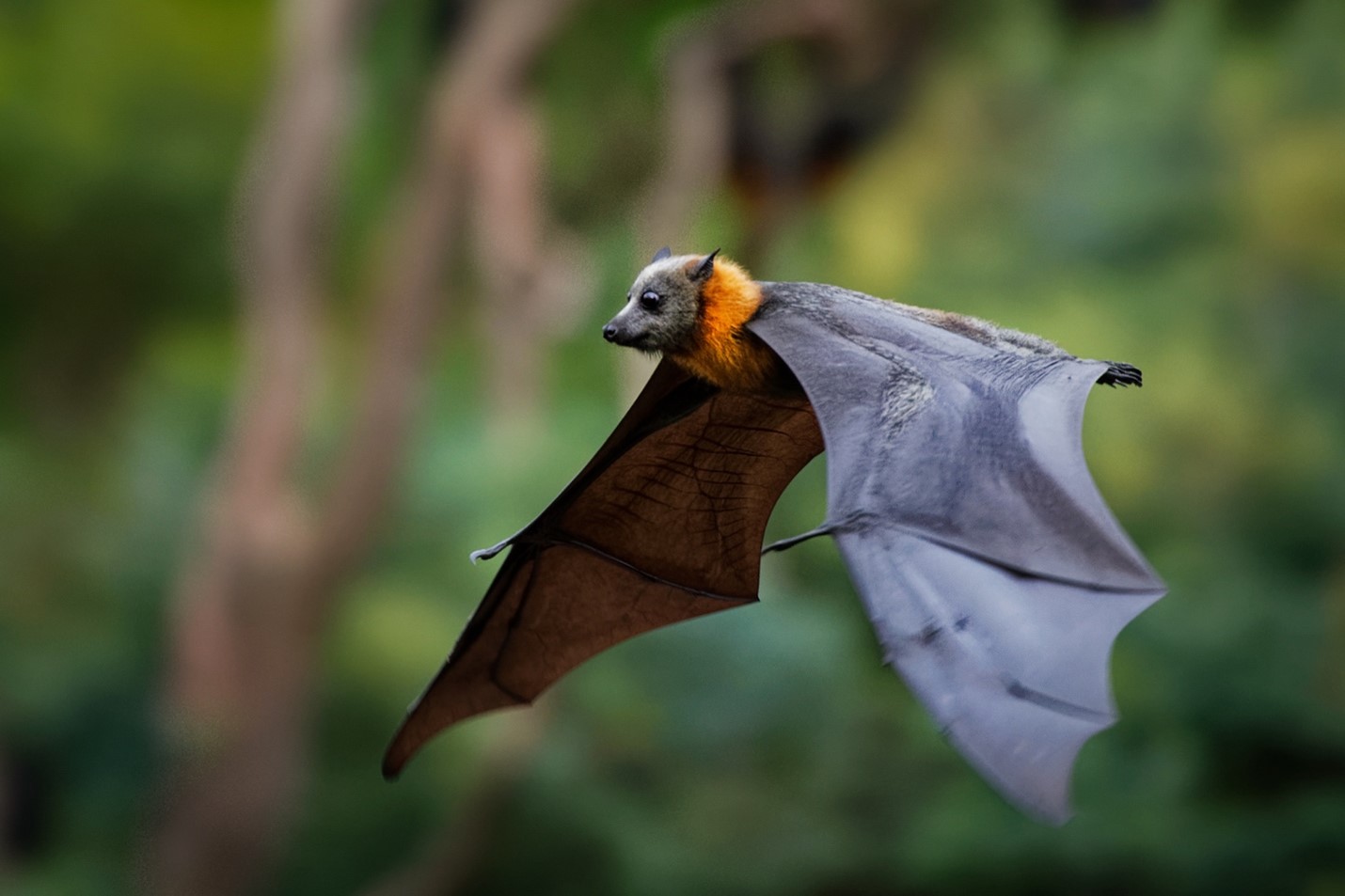 Bats